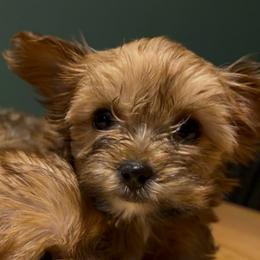 Star - Chocolate and tan female Yorkshire Terrier puppy in Winder, Georgia from Empire Yorkies