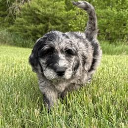 Aussiedoodle, Labradoodle, and Sheepadoodle Puppies from Boxcar Doodles and Poodles