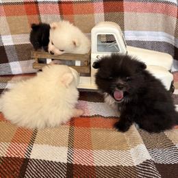 Pomeranian puppies from Okie Poms