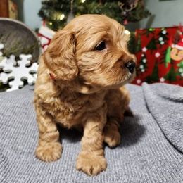 Cavapoo Puppies from Jessie's Puppies