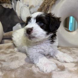 Big Mac - Parti male Miniature Schnauzer puppy in Menifee, California from Violet’s Meadow