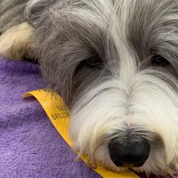 Bearded Collies and Shih Tzus from Lakewood