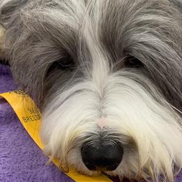 Bearded Collies and Shih Tzus from Lakewood
