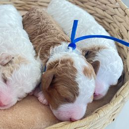 Goldendoodles from Doodles by Faith