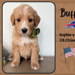 Buffalo - Apricot male Goldendoodle puppy in Hilton, New York from The House of Goldendoodle