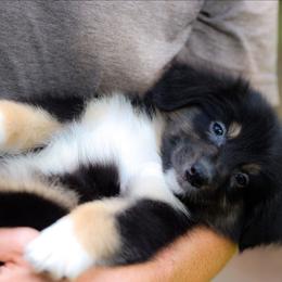 Huntsman - Black tri-color male Australian Shepherd puppy in Georgetown, Texas from River Reign Australian Shepherds