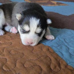 Georgia - Black and white female Pomsky puppy in Coatesville, Pennsylvania from Peaceful Pomskys