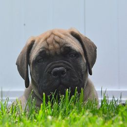 Bullmastiff Puppies from Amulet Bullmastiffs