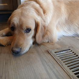 Golden Retriever All Grown Up from Kimber's Helping Paws