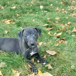 Rodney - Black male Whippet puppy in Davenport, Iowa from Whippety Split