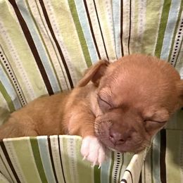 Red Male - Red and white male Chihuahua puppy in Sherwood, Arkansas from Bartelt Breeders