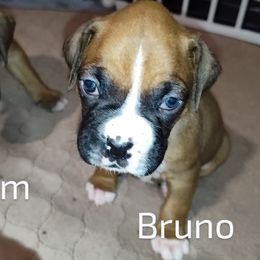 Boxer Puppies from Barney Boxers