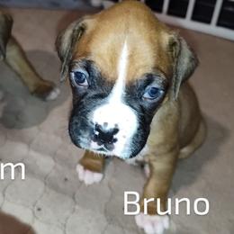 Boxer Puppies from Barney Boxers