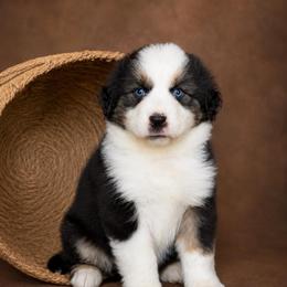 Brixton- Has Tail and Videos - Black tri-color male Australian Shepherd puppy in Troy, South Carolina from Lana Corley- Australian Shepherds of 3/W Farms