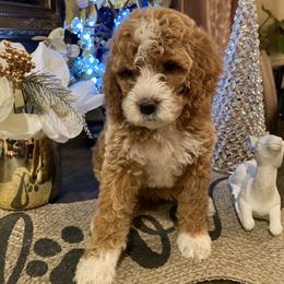 Cavapoo and Poodle Puppies from Sac-Town Poodles and Doodles