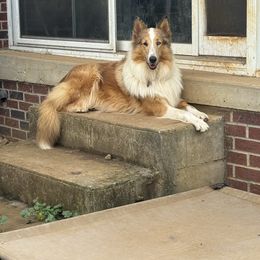 Collie puppies from KLW Farm