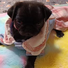 Pug and Shiba Inu Puppies from khshibas-khpugs