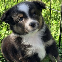 Girl 1 - Black tri female Miniature Australian Shepherd puppy in Arcadia, Indiana from Sunset Cowgirl Mini Aussies