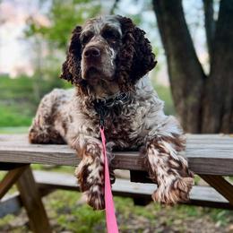 Karma - English Springer Spaniel