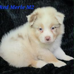 Red Merle M2 - Red merle male Australian Shepherd puppy in Browerville, Minnesota from Rustic River Ranch Aussies