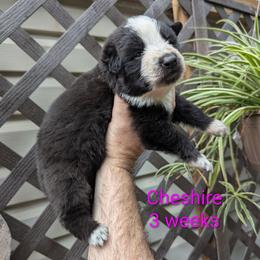 Cheshire - Panda female German Shepherd puppy in Olean, New York from F&B Kennels