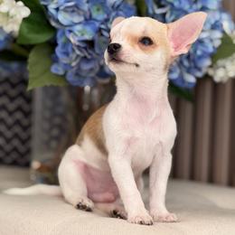 Bentley - Cream and white male Chihuahua puppy in Oviedo, Florida from ROYALCHIHUAHUAPUPPY