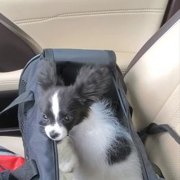 Papillon Puppies from Enchanting Papillons