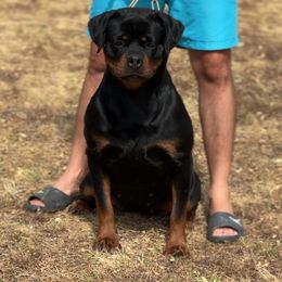 Evia - Rottweiler