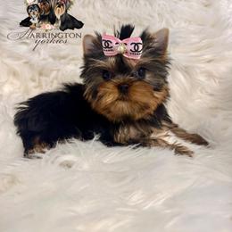 Callie - Blue and gold female Yorkshire Terrier puppy in Bloomingdale, Georgia from Harrington Yorkies