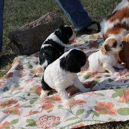 Cavalier King Charles Spaniel Puppies from Critter's Cottage Cavaliers