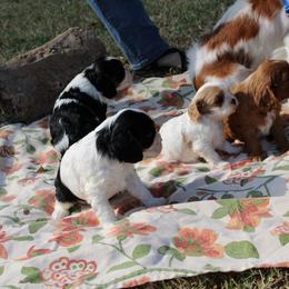 Cavalier King Charles Spaniel Puppies from Critter's Cottage Cavaliers