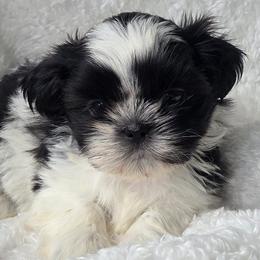 B and W Girl - Black and white female Shih Tzu puppy in Waynesboro, Pennsylvania from Big Win Shih Tzus