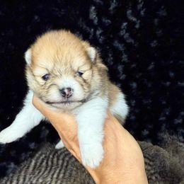 Daphne - Orange parti female Pomeranian puppy in Greenville, Georgia from Breezy Hill Poms