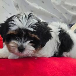 Biewer Terrier and Yorkshire Terrier Puppies from Treasures of Neptune Cove