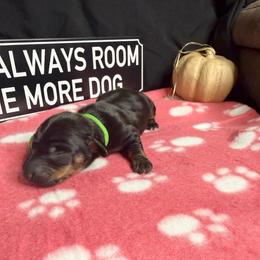 Reuben AKC 3000 - Chocolate and tan male Dachshund puppy in Indian Trail, North Carolina from Hilda’s Teenie Weenies