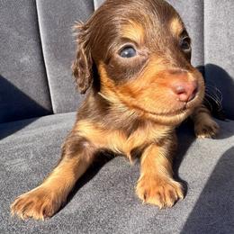 Lincoln - Chocolate and tan male Dachshund puppy in Knoxville, Tennessee from East TN Dachshunds