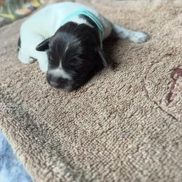 Girl 11 - Liver and white female German Wirehaired Pointer puppy in Thomasville, North Carolina from Cypress Ridge GWP