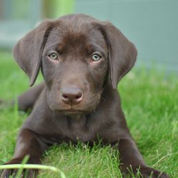 Labrador Retriever Puppies from Post Family Retrievers