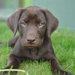 Labrador Retriever Puppies from Post Family Retrievers