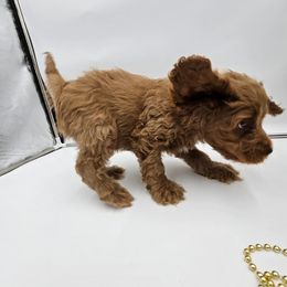 Cockapoo Puppies from Joanna Abruscato