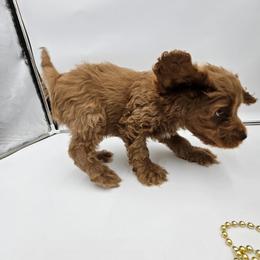 Cockapoo Puppies from Joanna Abruscato