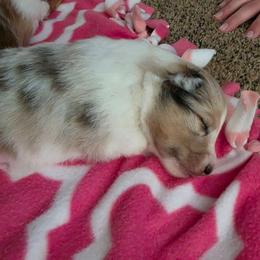 Blue - Blue merle white and tan male Shetland Sheepdog puppy in Wapello, Iowa from Willow Rayne shelties and more