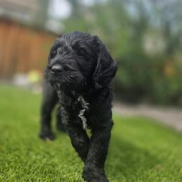 Shadow green - Black male Labradoodle puppy in Commerce City, Colorado from Playful Paws Labradoodles