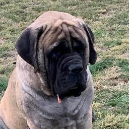 Tobias - Mastiff