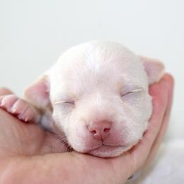 Haiku - Cream and white male Chihuahua puppy in Forsyth, Georgia from Brooks Grove Canines LLC