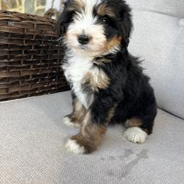 Linny - Tri-color female Bernedoodle puppy in Holtwood, Pennsylvania from Country Ridge Puppies