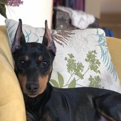 Ms Mozart - German Pinscher