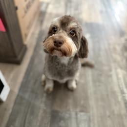 Winnie - Cockapoo