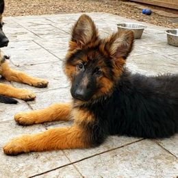 Kyle - German Shepherd puppy in Clifton, Virginia from Von Haus Wisen Baker German Shepherds