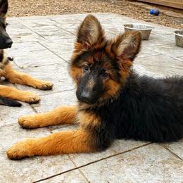 Kyle - German Shepherd puppy in Clifton, Virginia from Von Haus Wisen Baker German Shepherds